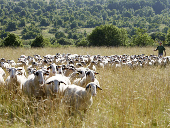 Les moutons du Quercy
